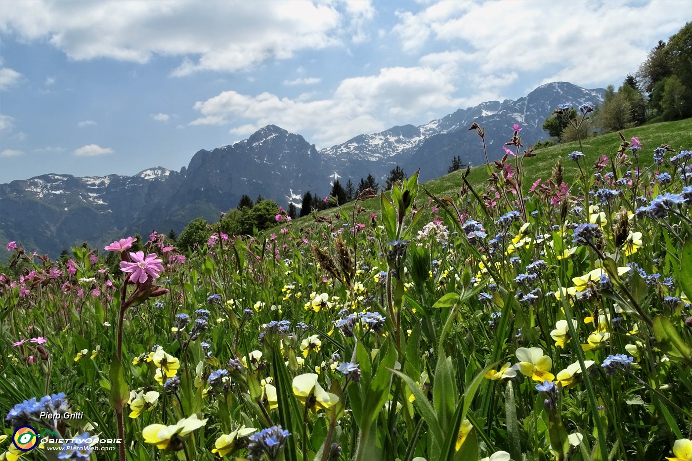 62 Il rosa della silene dioica, il giallo della viola biflora, l'azzurro dei nontiscordar.JPG